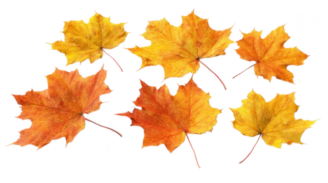 Collection of vibrant orange and yellow maple leaves displaying the beautiful colors of autumn season