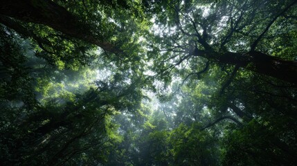 Vibrant photo of sunlight shining through the canopy of a lush green forest