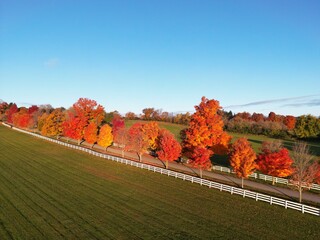 Tree-lined path with flamboyant colors in a field in autumn - All&eacute;e d'arbre aux couleurs flamboyante dans un champ en Automne