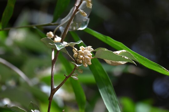 Elaeagnus macrophylla ( Broad-leaved oleaster ) flowers. Elaeagnaceae evergreen shrub. Tubular, fragrant cream-colored flowers bloom in autumn.