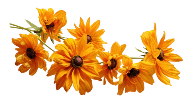 Vibrant orange rudbeckia flowers with dark brown centers are arranged diagonally on a black background - Powered by Adobe