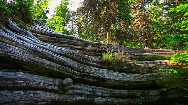 a video of an fallen old growth Western red cedar tree in Olympic National Park Washington State