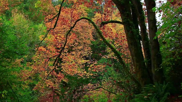  video of an Big leaf maple tree in Olympic National forest Washington State