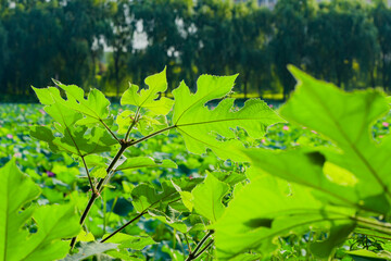 The botanical garden has green vegetation with various leaves, flowers, and wild fruits. Showcasing the beauty of nature