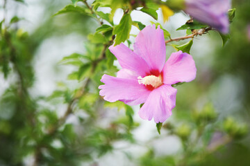 Hibiscus flowers in the botanical garden