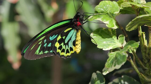 A close up of a colorful butterfly in a garden near Lehi, UT
