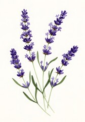 Obraz premium Watercolor Lavender Sprigs on White Background