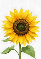 Obraz premium Vibrant Watercolor Sunflower Illustration with Green Leaves and Stem