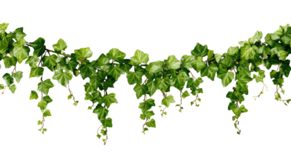 Cascading ivy; green leaves and tendrils against black back