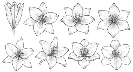 Lily flower outline collection with transparent background
