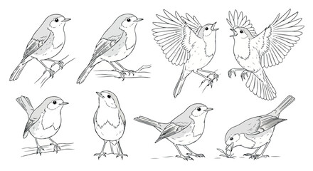Robin bird in various poses outline style