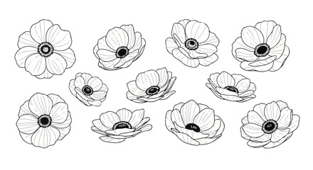 Black and white anemone flowers with transparent background