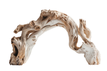 Weathered, curved piece of driftwood, textured and organic