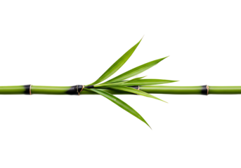 Zen bamboo stalk with fresh green leaves creates a serene and calming atmosphere for wellness, spa or nature themed designs and peaceful inspirational projects
