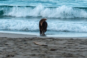 Dog exploring the sandy beach and tropical waves during a sunny afternoon in Puerto Viejo, Costa Rica.