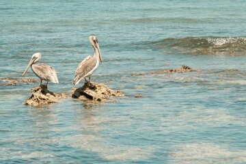 Pelicans resting on rocky tropical shore near clear blue waters