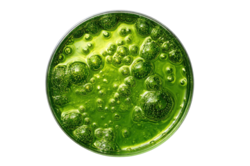 Green, bubbling liquid in petri dish; view from above