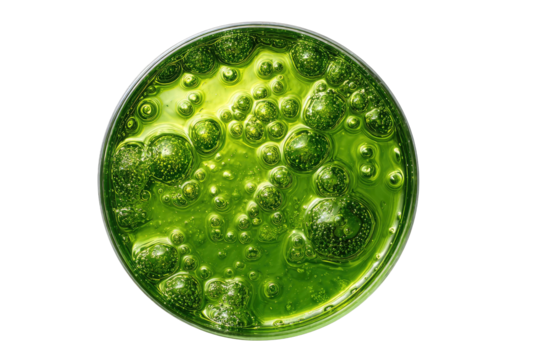 Green, bubbling liquid in petri dish; view from above