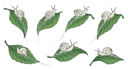 Snails on leaves sequence with transparent background