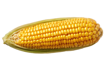Ripe corn cob with green husks, yellow kernels, isolated