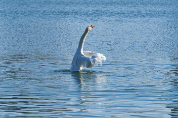 The beautiful swans in the city
