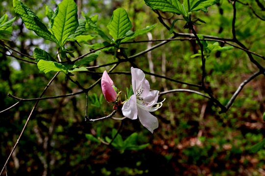 Royal azalea, Rhododendron schlippenbachii Maxim, 철쭉, 개꽃나무