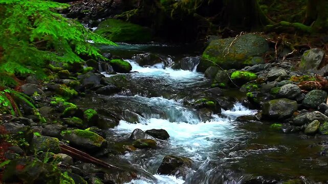 a video of a creek in Olympic National Park Washington State