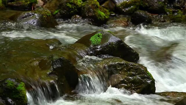  a video of a fresh water river in the Olympic National Park Washington State