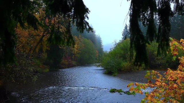 a video of Queets River in Olympic National Park Washington State
