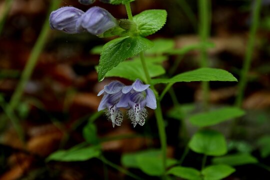 Nettleleaf Meehania, Meehania urticifolia (Miq.) Makino, 벌깨덩굴, 꿀풀과