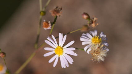 Obraz premium Wild Aster Flower in Bloom with Seed Head-Symphyotrichum ericoides