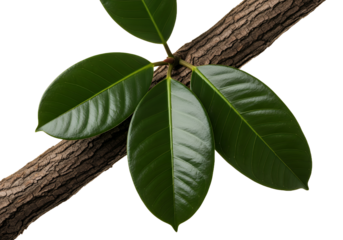 Lush green rubber plant leaves on a textured branch create a vibrant and calming natural element, perfect for adding organic beauty to any design