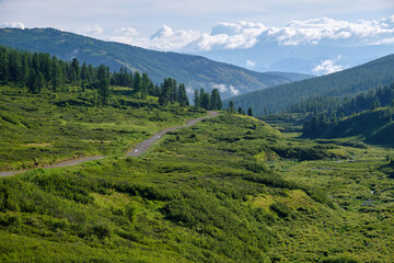 Fototapeta premium Yazula mountain pass road in Altai. The valley of a mountain stream with Dasiphora fruticosa bushes.