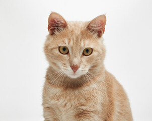 A ginger cat is captured from the chest up, sitting upright and calmly looking forward. The white...