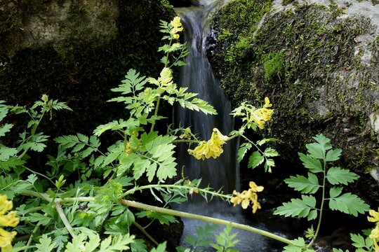 Beautiful corydalis, Corydalis speciosa Maxim, 산괴불주머니, 현호색과