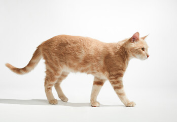 A ginger cat walks confidently to the left in a profile view. Its legs and tail are extended mid-stride under bright studio lighting.