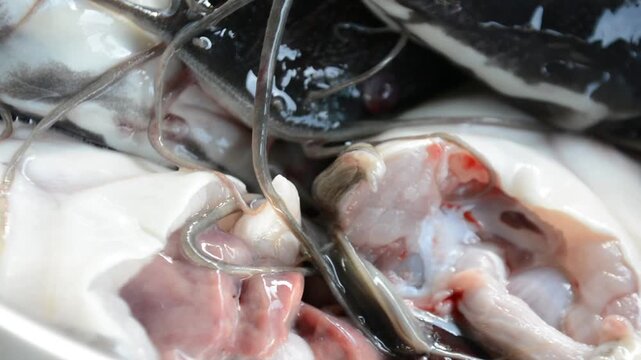 High-Angle Close-up of Raw Catfish (Ikan Lele) Being Cleaned and Washed in a Stainless Steel Bowl by Hand. Food Preparation, Cooking, and Local Fish Market