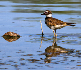 Killdeer