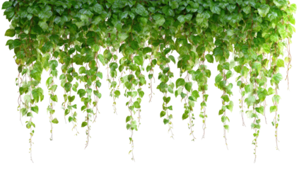 Hanging green vines with small rounded leaves