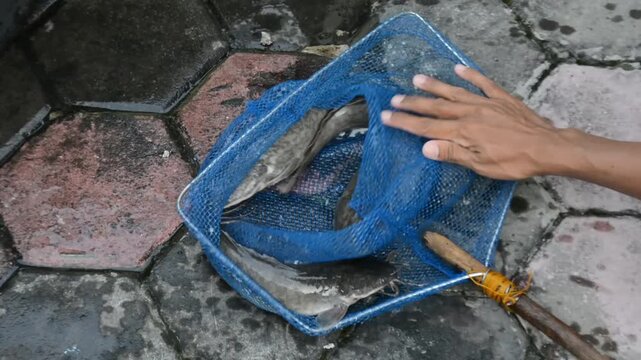 High-Angle Shot of a Blue Fishing Net Full of Live Catfish (Ikan Lele) Being Lifted on Wet Pavement. Local Aquaculture, Fish Farming, and Harvest Concept