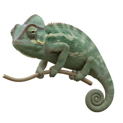 Obraz premium Chameleon on Branch: A captivating chameleon, displaying its remarkable camouflage, perches gracefully on a slender branch, its skin showcasing a vibrant array of colors and patterns.