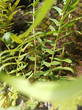 Nature : Close-up of green ferns (family Polypodiaceae) in a natural setting