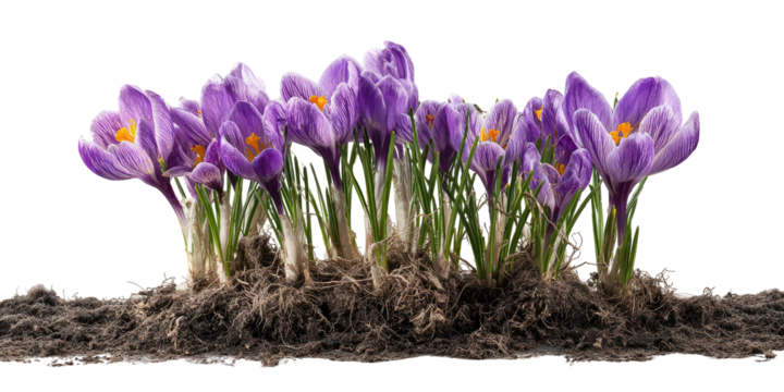 Purple crocuses bloom from soil on a stark black backdrop