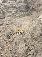 ghost crab in the sand