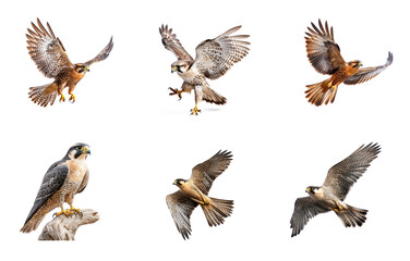 Fototapeta premium Collection of Falcon hunting A falcon hovers or glides low to the ground while scanning for prey. full length isolate on transparent background