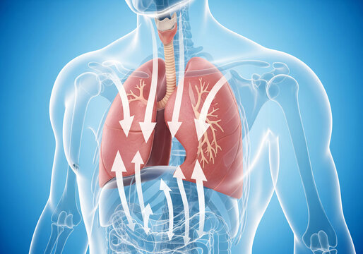 Anatomical illustration displaying human lungs trachea and upper respiratory system