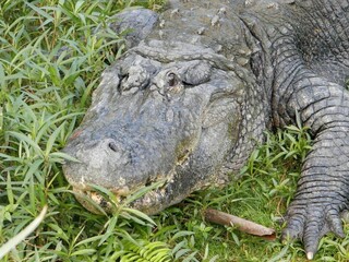 American Alligator Close Up