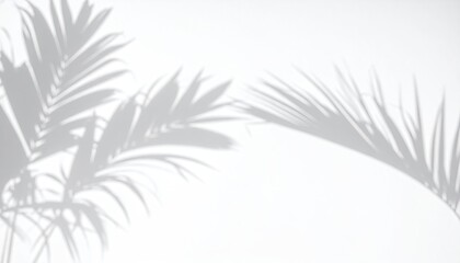 Obraz premium Palm frond shadows on a white wall. Elegant, minimal