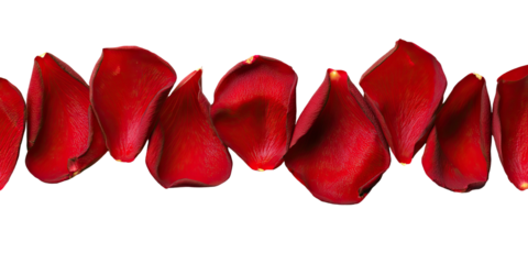 Row of vibrant, velvety red rose petals on black