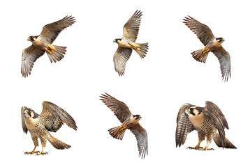 Collection of Falcon circling A falcon circles high in the sky, scanning the ground for prey. full length isolate on transparent background